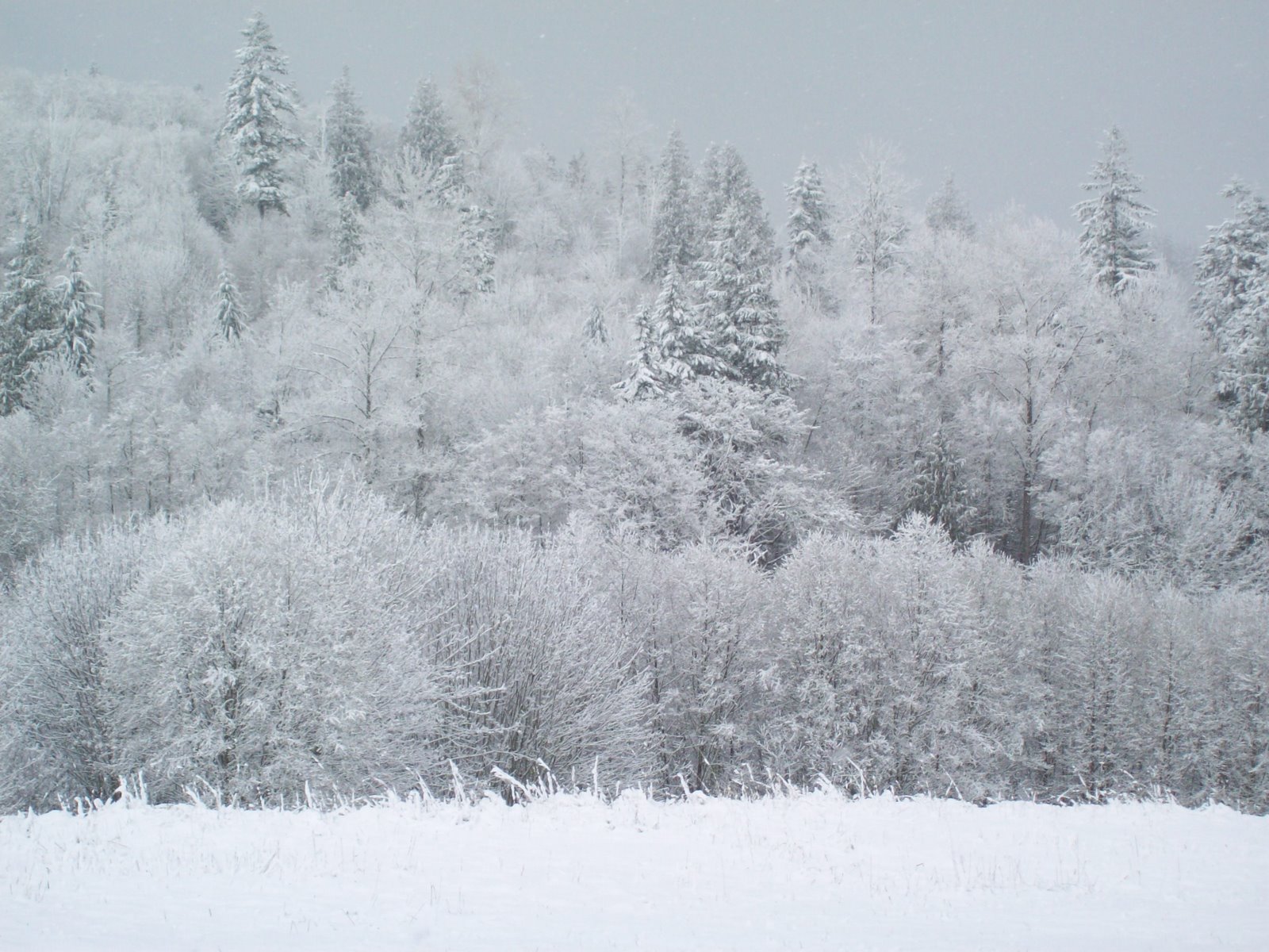[snowy+forest.JPG]