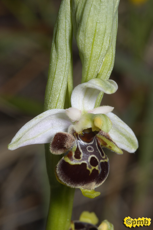 [Ophrys-scolopax_2399.jpg]