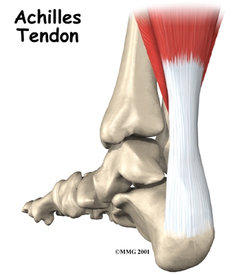 [foot_achilles_tendon_anatomy01a.jpg]