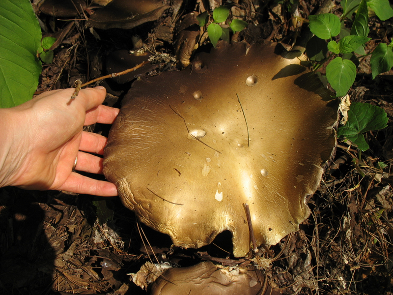 [mushrooms.jpg]