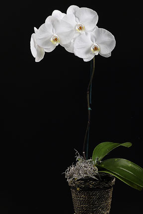 [white+orchid.jpg]