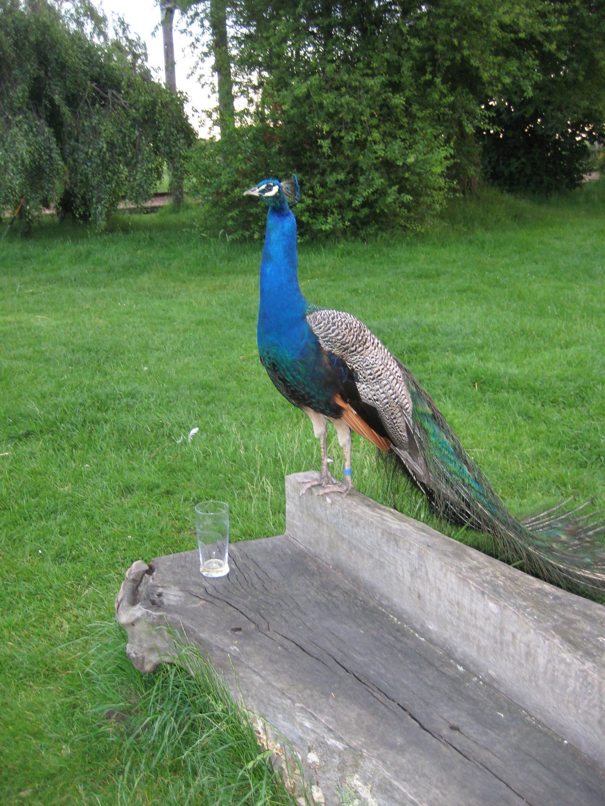 [Did+the+peacock+drink+the+beer?.jpg]