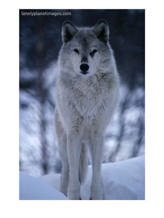 [Grey-or-Timber-Wolf-Canis-Lupus-in-the-Alaskan-Snow-Alaska-USA-Photographic-Print-C12588402.jpeg]