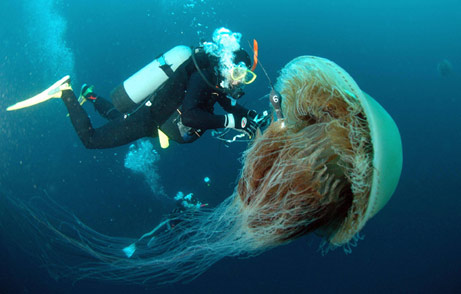 [massive+jellyfish.jpg]