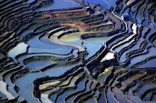 ricefields. ..mirrors of the sky