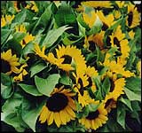 [breeze_sunflowers.jpg]
