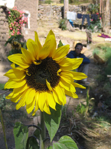 [sunflower-1.jpg]