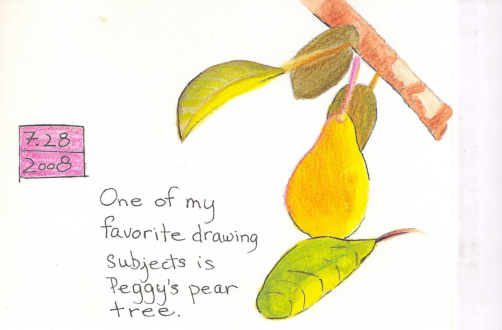 [Peggy's+pear+tree+7.29.08.jpg]