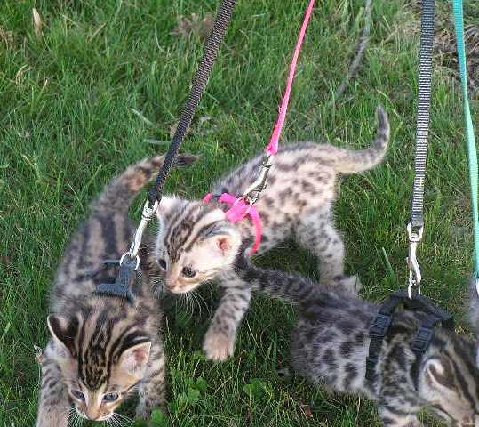 [kittens+on+a+leash.jpg]