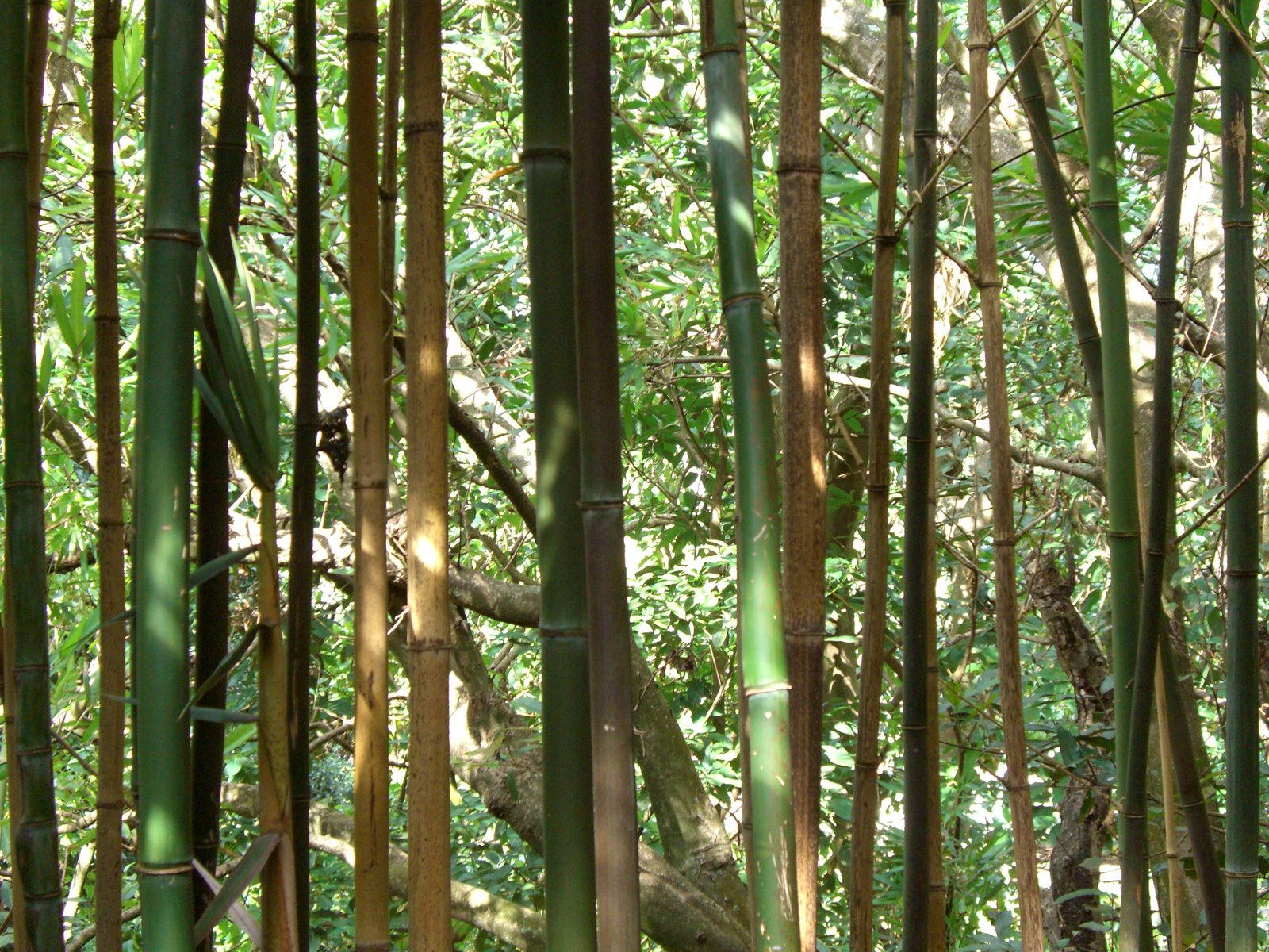 [bamboo+3.jpg]