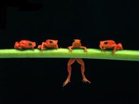 [S_Hang+in+There,+Red+Tree+Frogs.jpg]