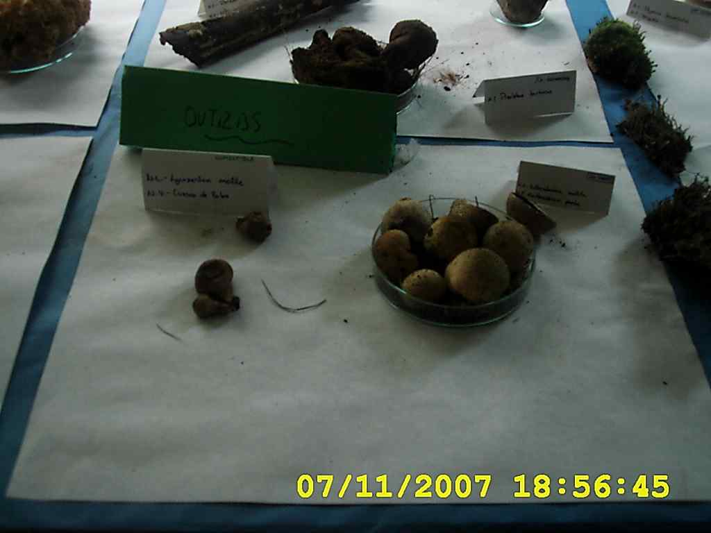 [DSCI0022+cogumelos+2007.JPG]