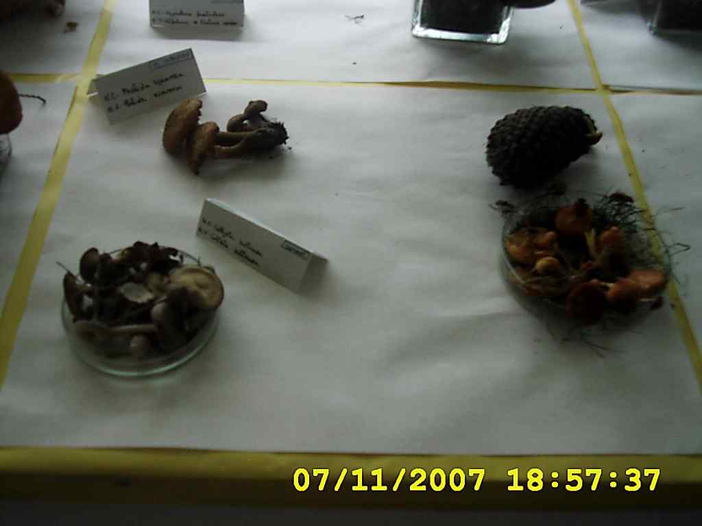 [DSCI0027+cogumelos+2007.JPG]