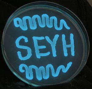 [SEYH+Glowy+Bacteria.jpg]