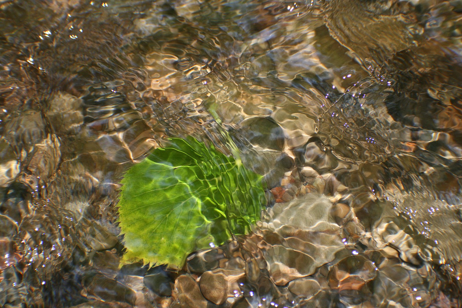 [leafinwater.jpg]