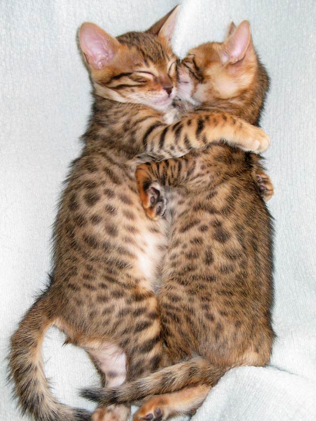[cats+hugging.jpg]