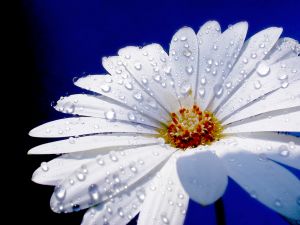 [25902_flower_with_raindrops.jpg]