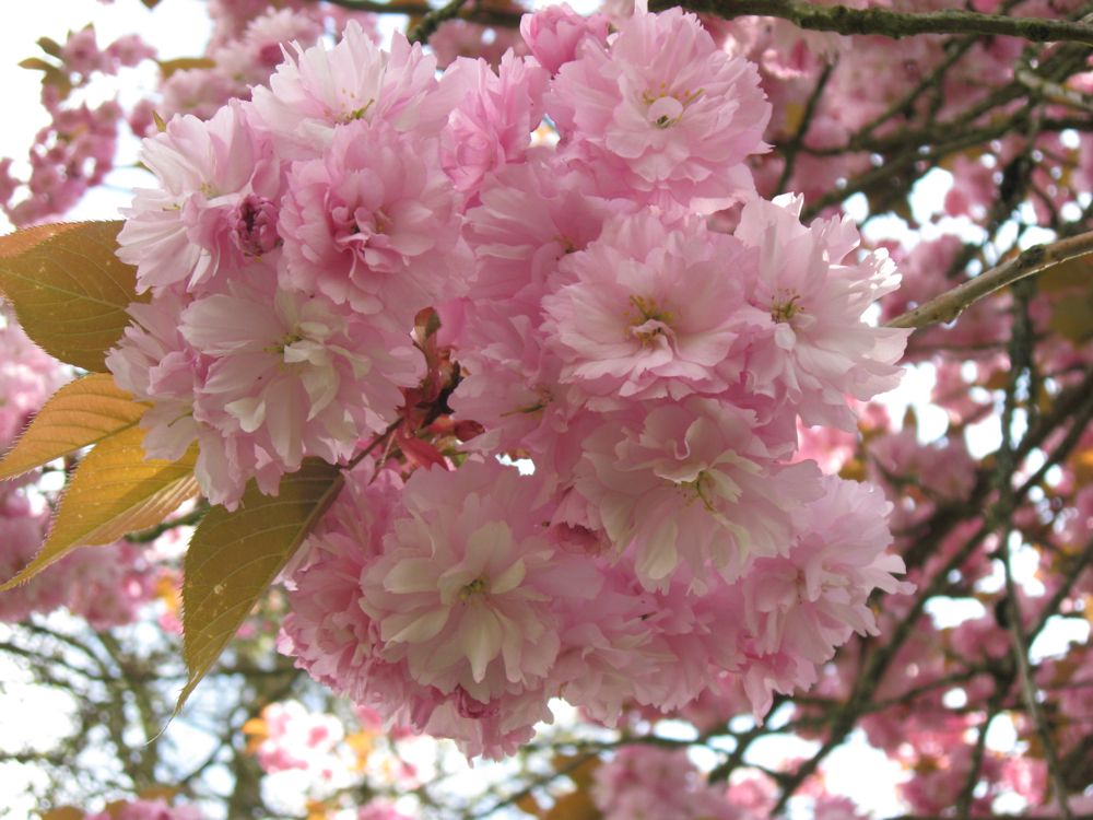 [blossoms.jpg]