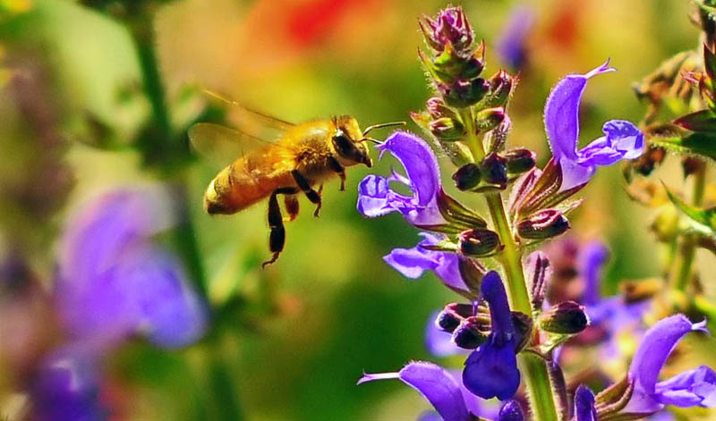 [honeybee2.jpg]