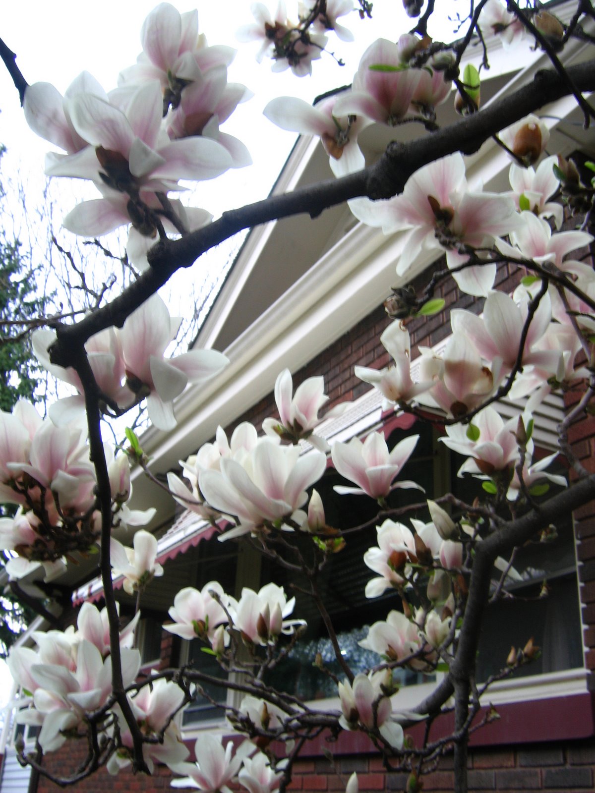 [magnolia+tree+3.jpg]