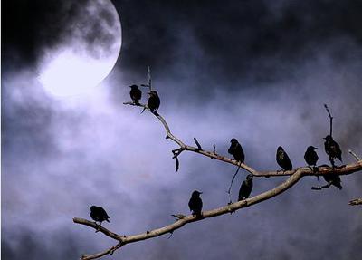 [LUNA+birds_moon.jpg]