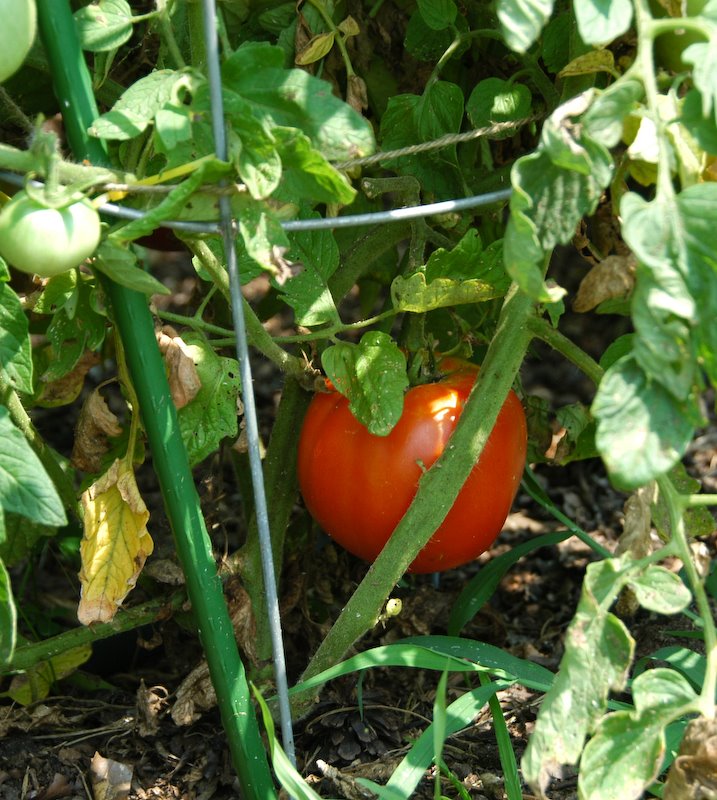 [tomato+ready+to+harvest.jpg]