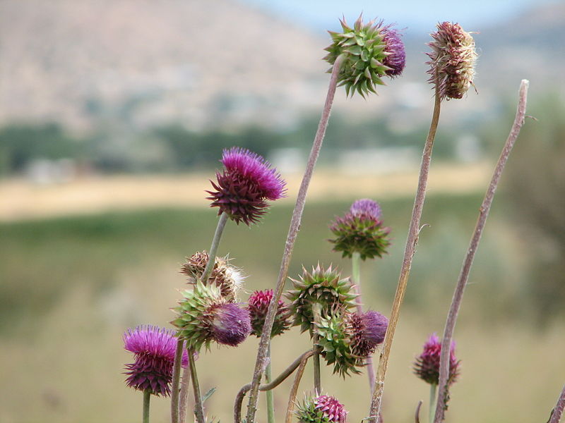 [800px-Clump_of_thistles.jpg]