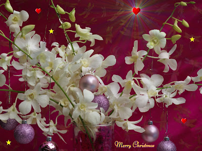 Christmas Flower wallpapers