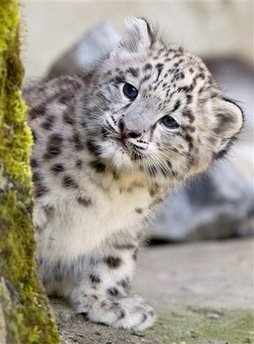 [snowleopard.jpg]