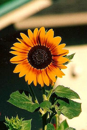 [Sunflower+Pic+1_edited+2.jpg]