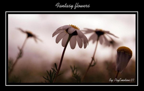 [Fantasy_Flowers_by_psyemotion.jpg]
