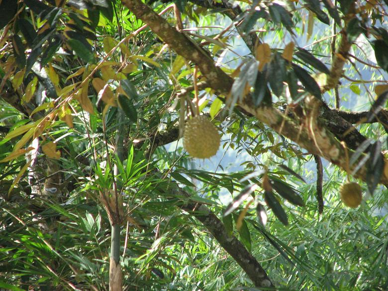 [durian.JPG]