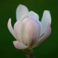 [magnolia4.jpg]