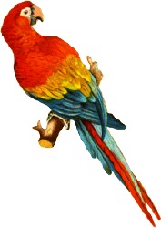 [scarlet-macaw[1].jpg]