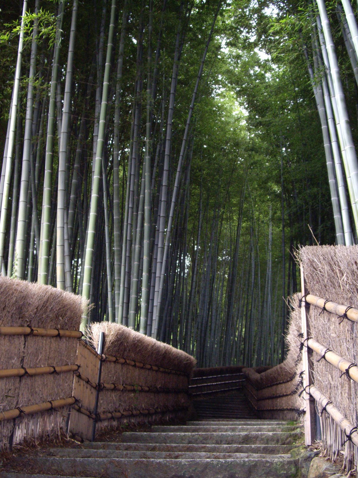 [bamboo+forest.jpg]