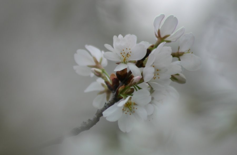 [cherry+blossom+1+small.jpg]