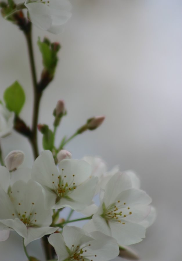 [cherry+blossom+2+small.jpg]