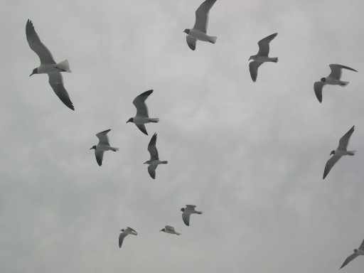 [seagulls.JPG]