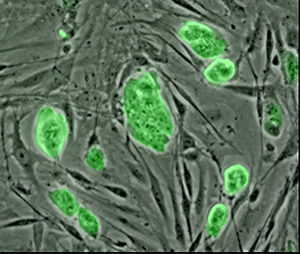 [stem_cells.jpg]