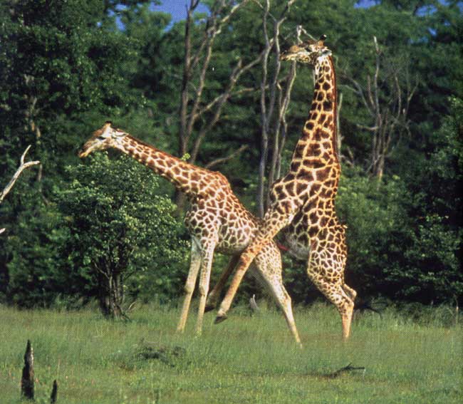 [amorous-giraffe.jpg]