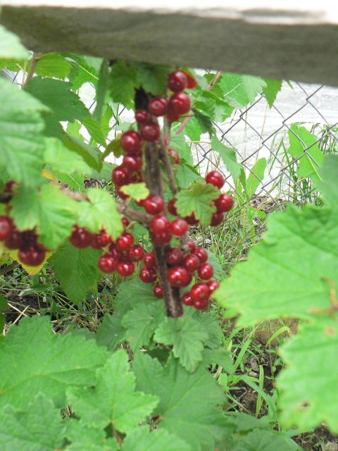 [red+currants.JPG]