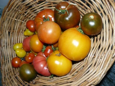[garden0803+tomatoes.jpg]