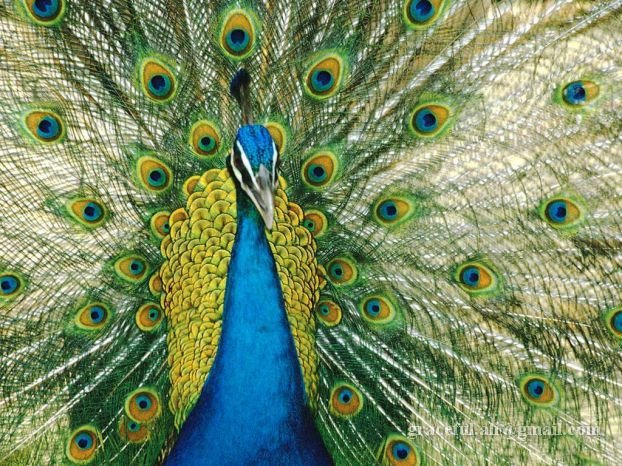 [peacock-pictures-wallpapers5.jpg]