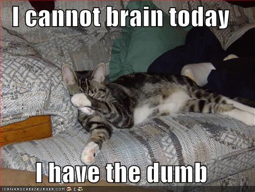 [funny-pictures-cat-cannot-brain-today.jpg]