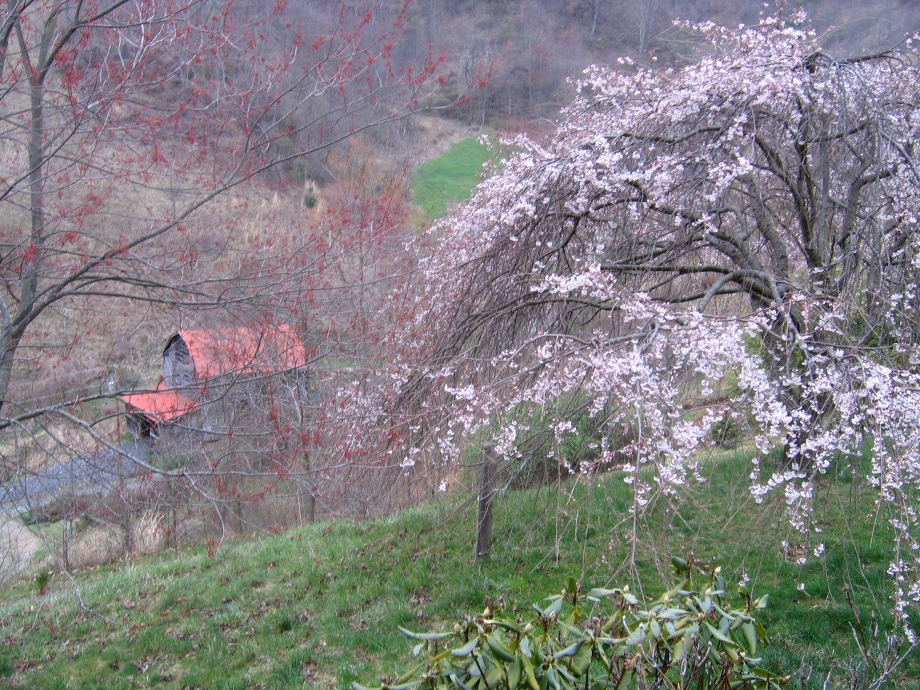 [tobaccy+barn+and+blooming+tree+in+front+yard.jpg]