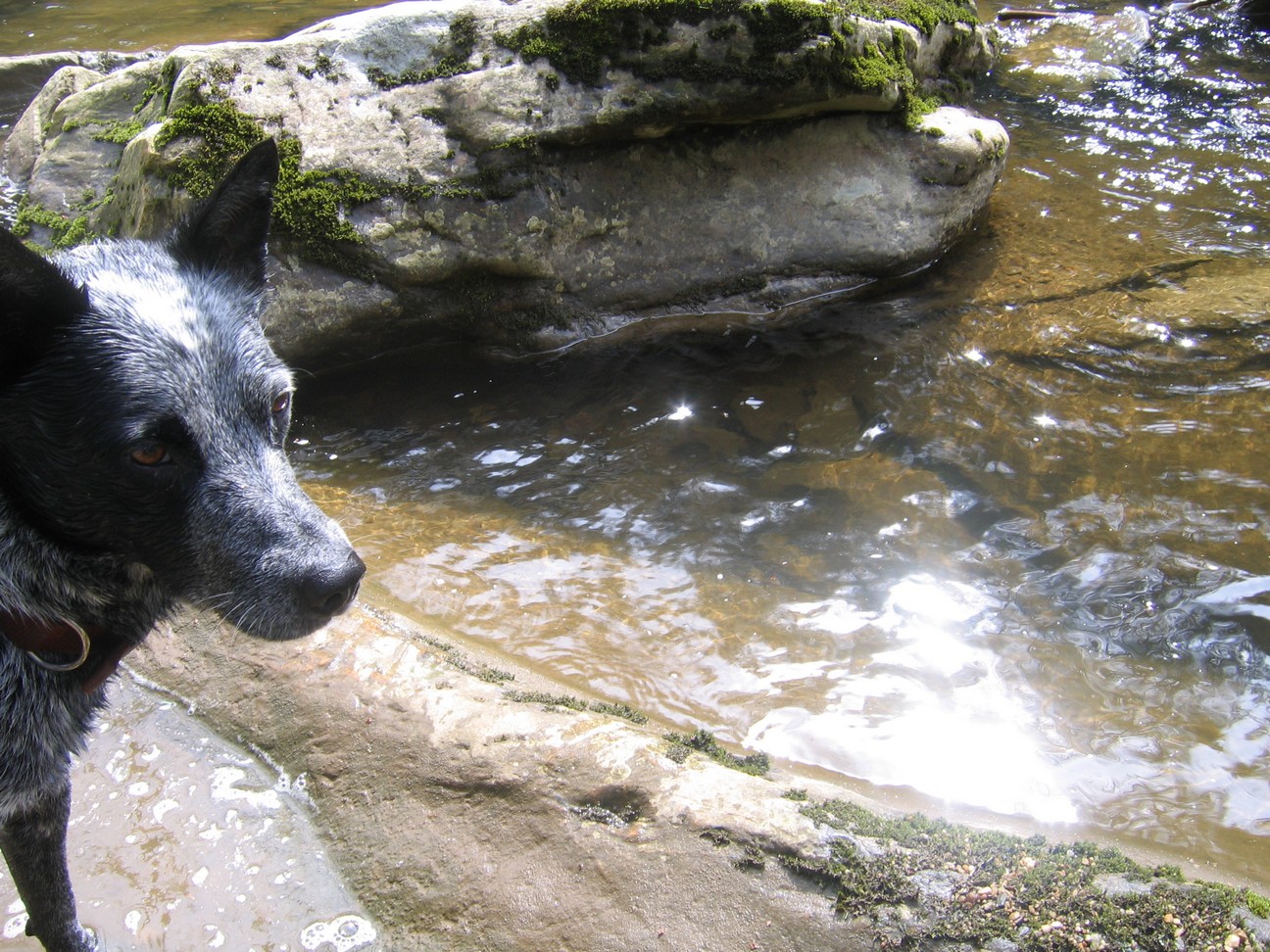 [Monty+at+the+river.jpg]