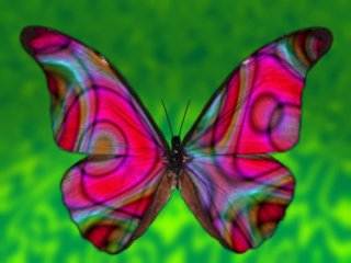 [butterfly-tm.jpg]
