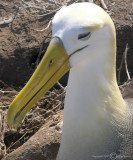 [albatross.jpg]