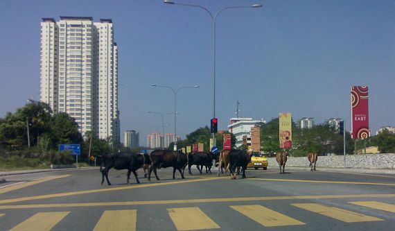 [cows+crossing+a+traffic+junction.jpg]