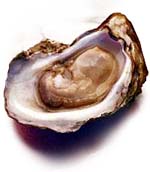 [oyster.jpg]